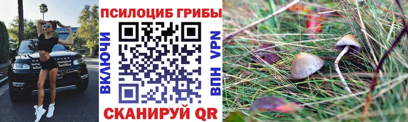 гидра ТОР  Брянск  Псилоцибиновые грибы Cubensis  купить наркотики цена 